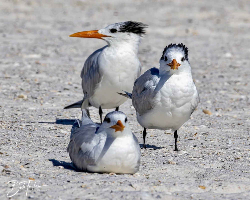 20250202-SASP Post 1 -53.jpeg