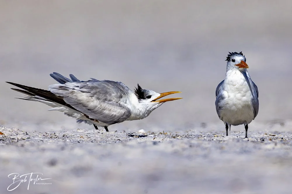 20250202-SASP Post 1 -52.jpeg