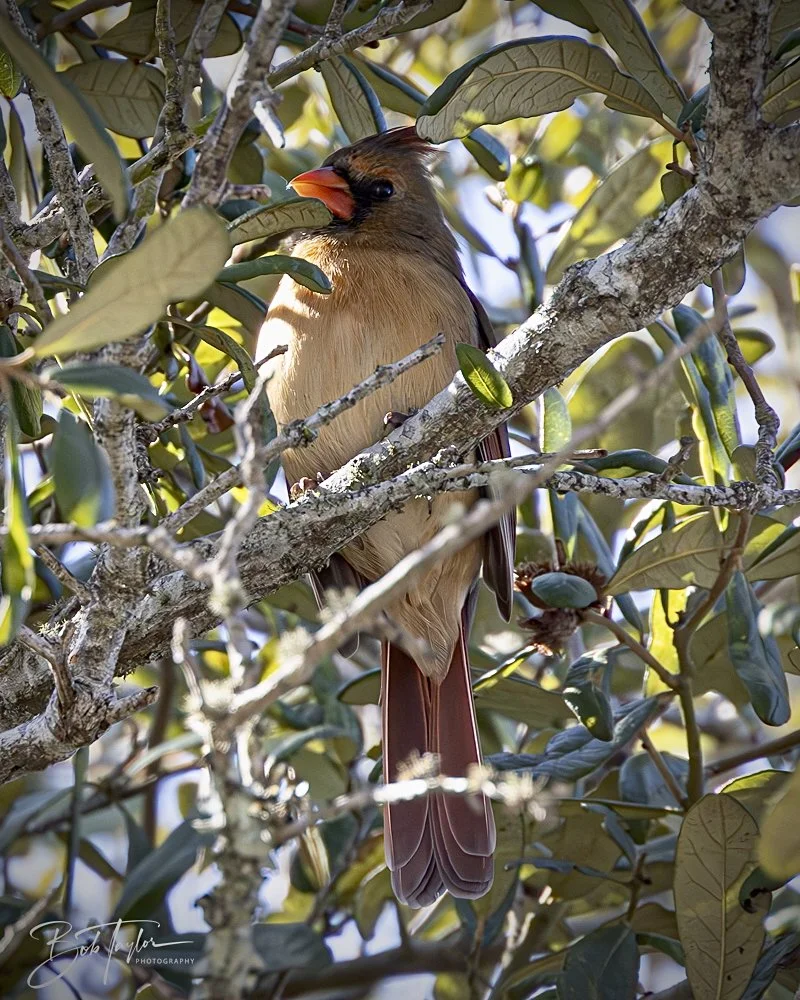 20250203-SASP Final Post 2 -40.jpeg