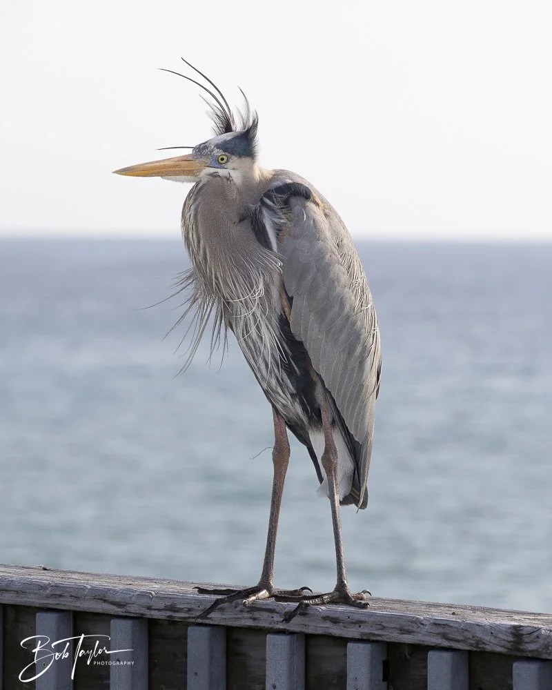 20250204-SASP Final Post -55.jpeg