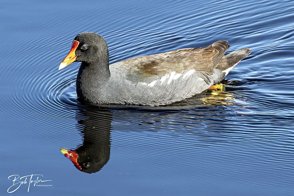 20250203-SASP Final Post 2 -47.jpeg