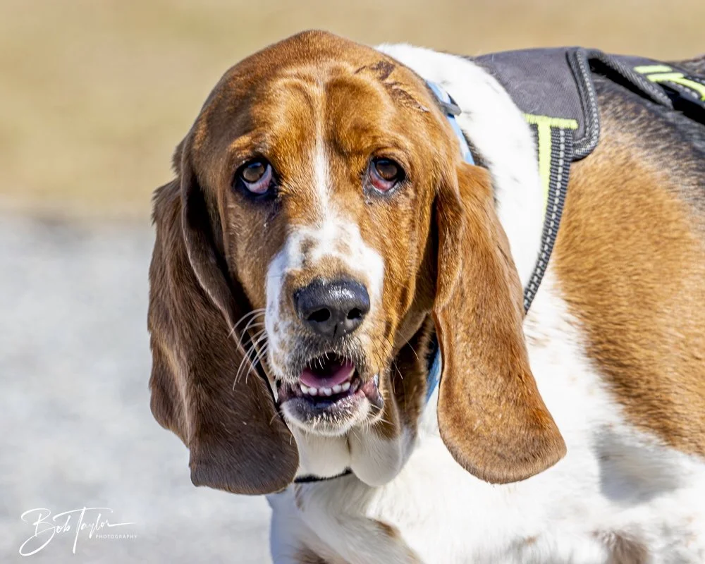 20250203-SASP Final Post 2 -37.jpeg