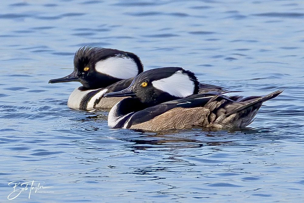 20250204-SASP Final Post 2 -84.jpeg