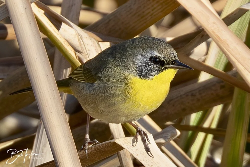 20250203-SASP Final Post 2 -51.jpeg