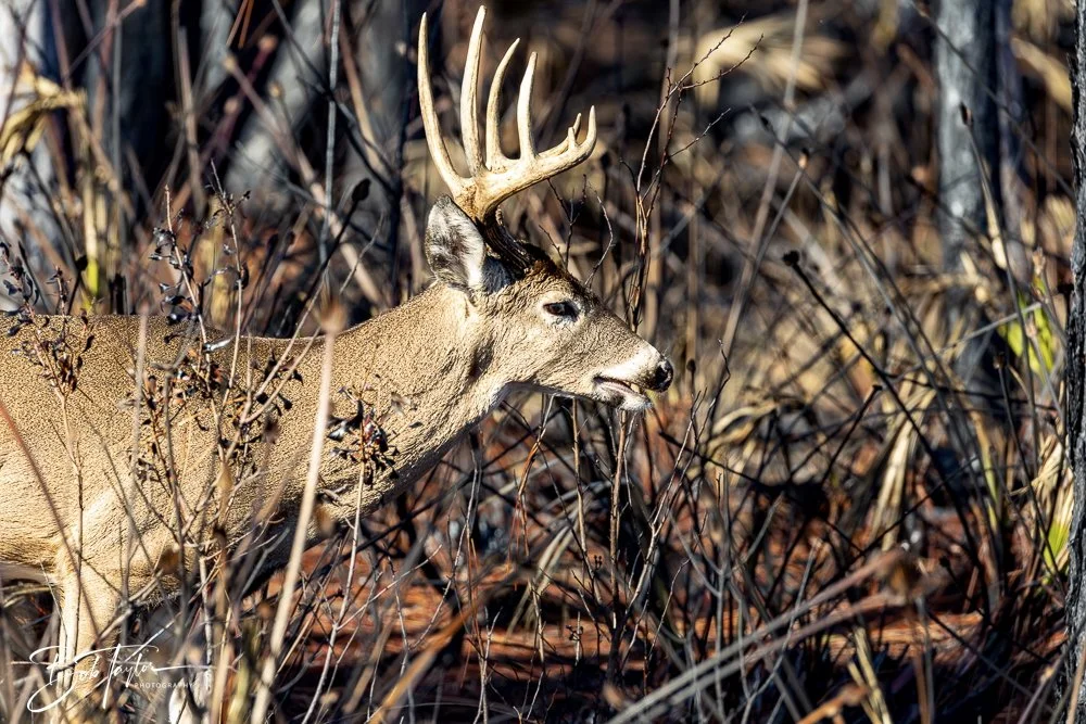 20250203-SASP Final Post -12.jpeg