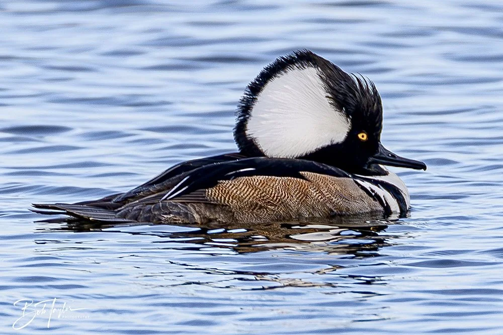 20250204-SASP Final Post 2 -85.jpeg