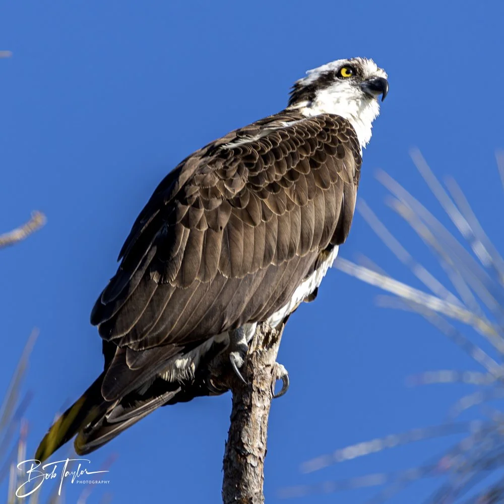 20250203-SASP Final Post -10.jpeg