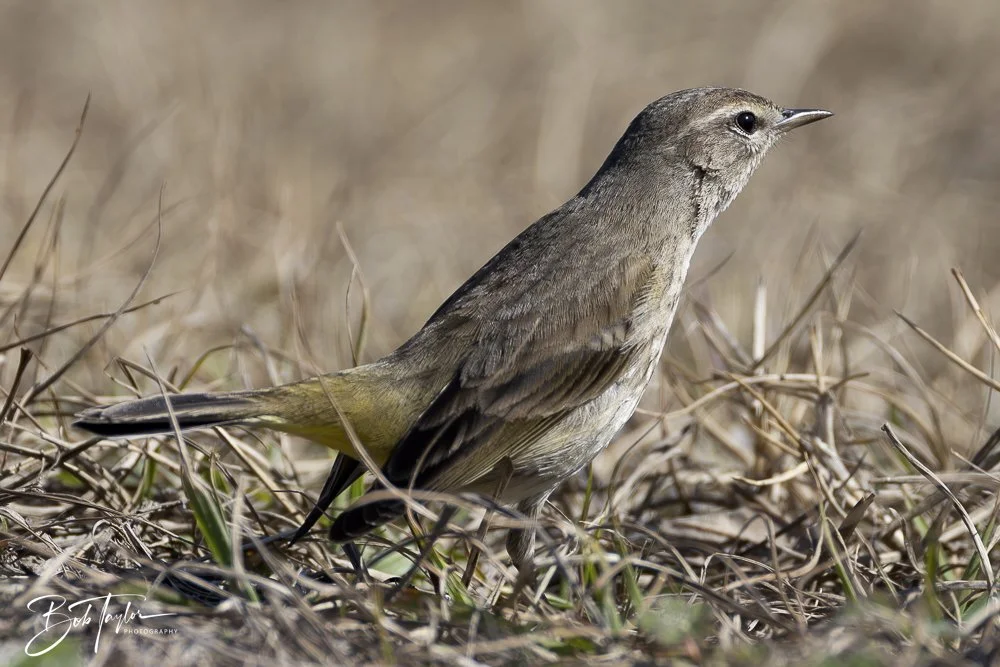 20250203-SASP Final Post -24.jpeg