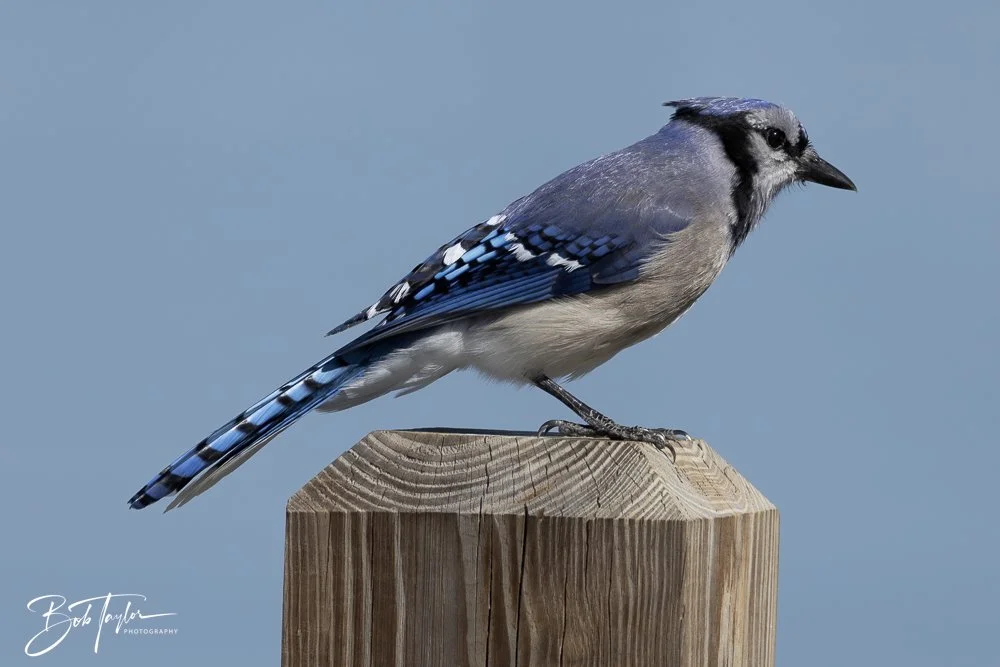 20250203-SASP Final Post -22.jpeg