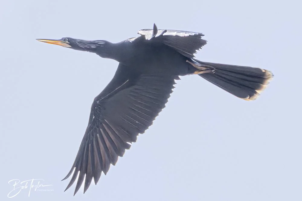 20250204-SASP Final Post -32.jpeg