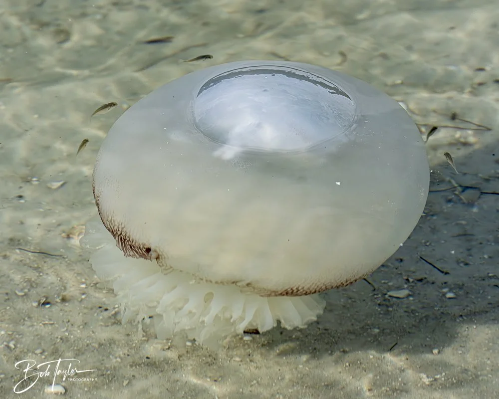 20250129-SASP Post 1 -9.jpeg