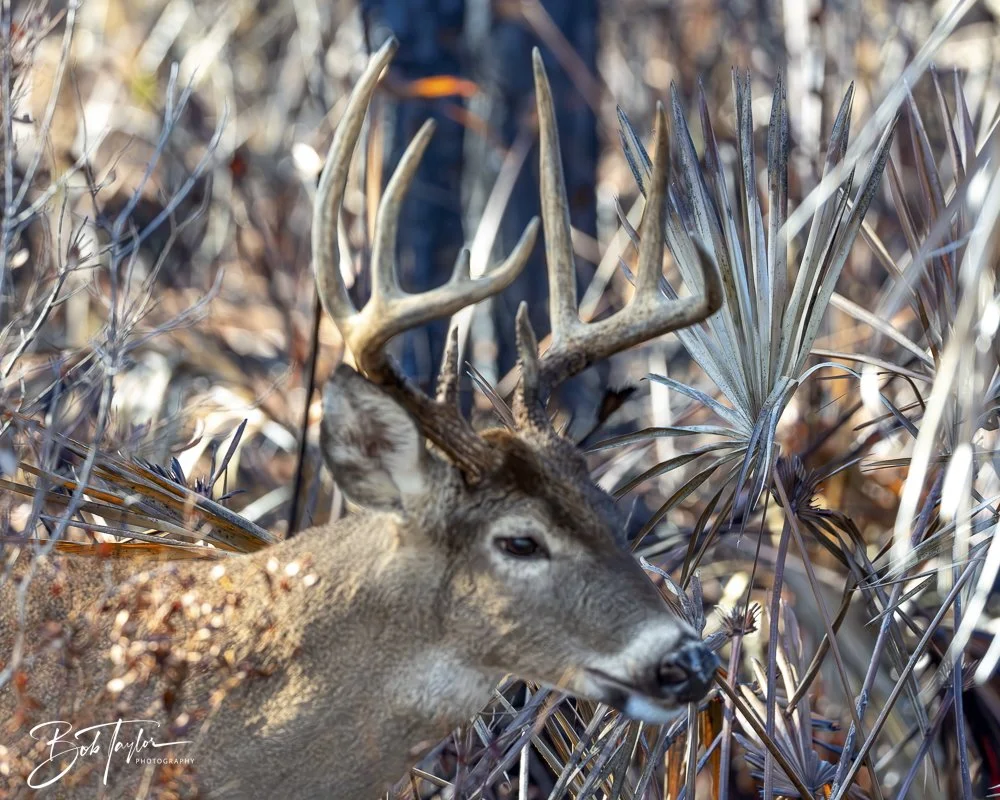 20250203-SASP Final Post -11.jpeg