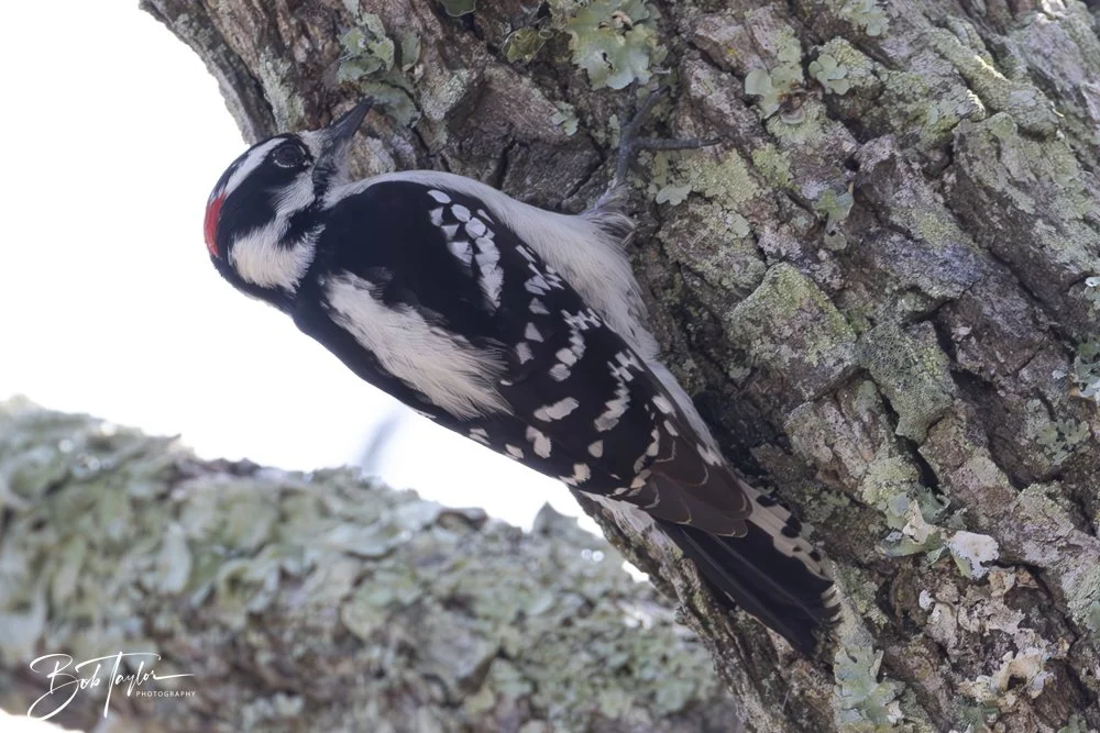 20250204-SASP Final Post -47.jpeg