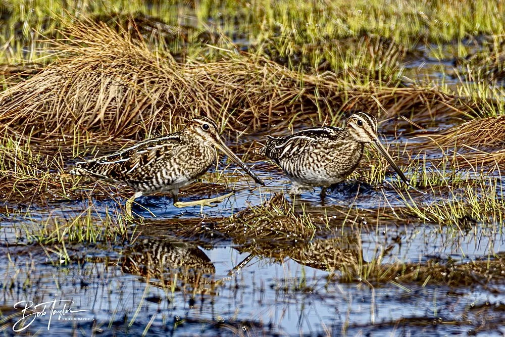 20250203-SASP Final Post 2 -24.jpeg