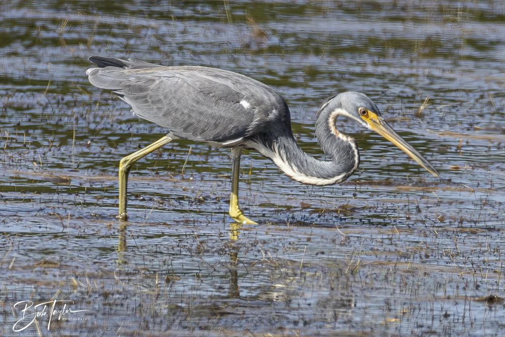 20250204-SASP Final Post -42.jpeg