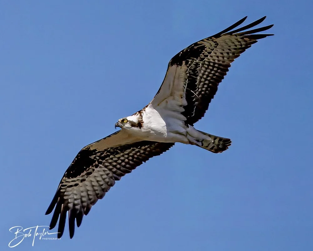 20250202-SASP Post 1 -56.jpeg