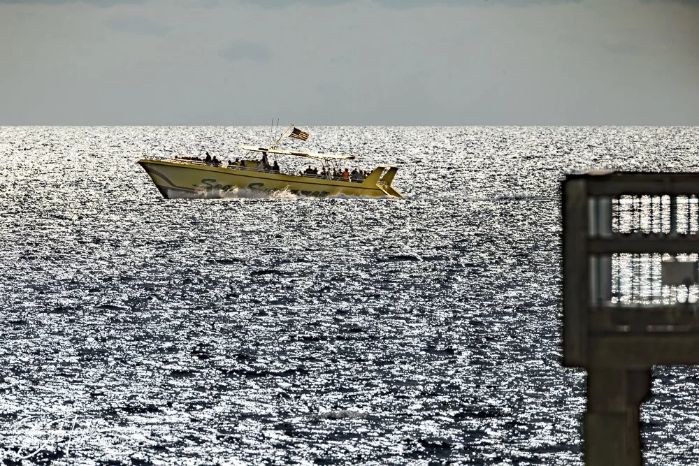 20250130-SASP Final Post -2.jpeg