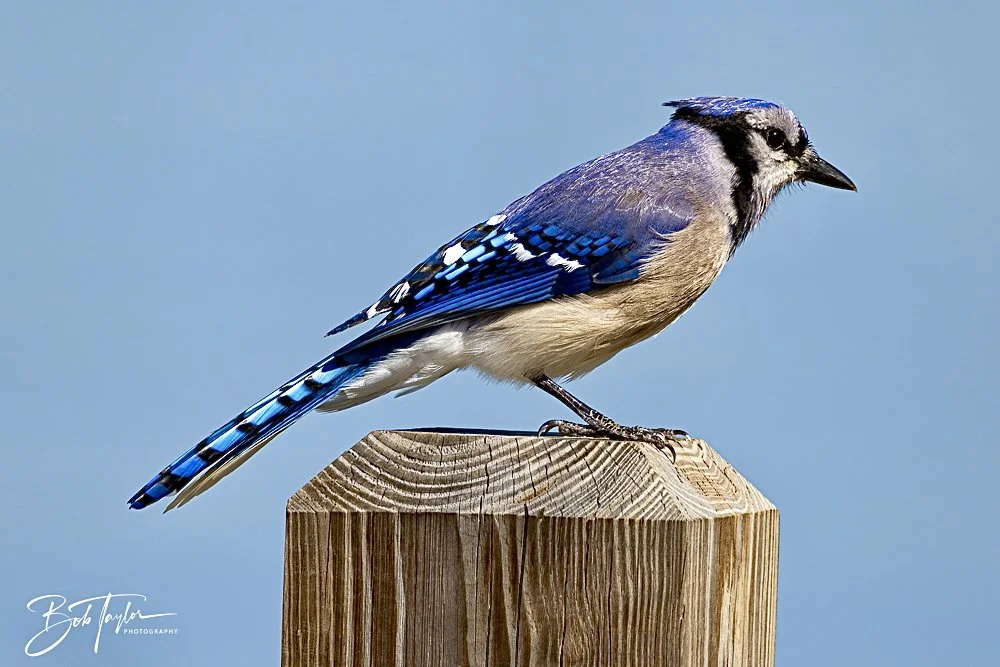 20250203-SASP Final Post 2 -31.jpeg