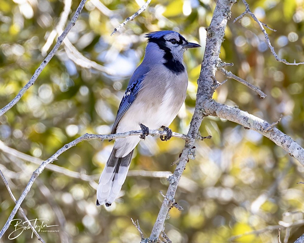 20250203-SASP Final Post 2 -30.jpeg