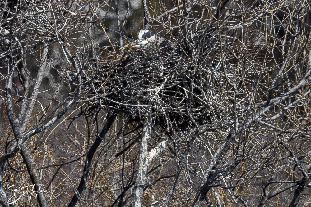 20250204-SASP Final Post -48.jpeg