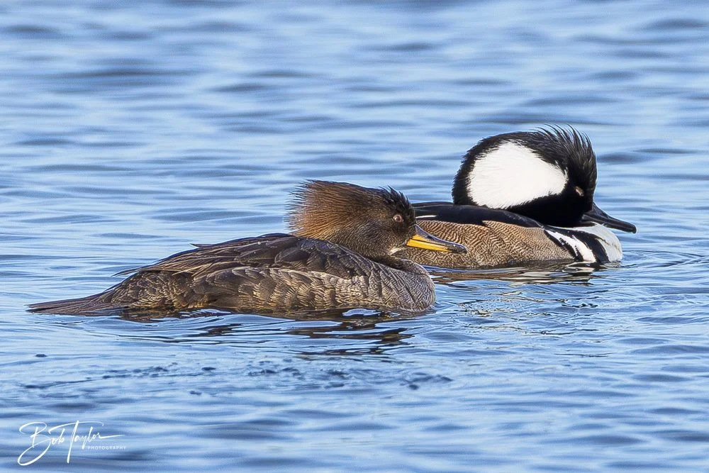 20250204-SASP Final Post 2 -4.jpeg