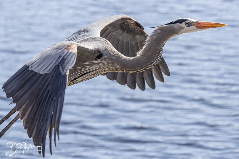 20250204-SASP Final Post -34.jpeg