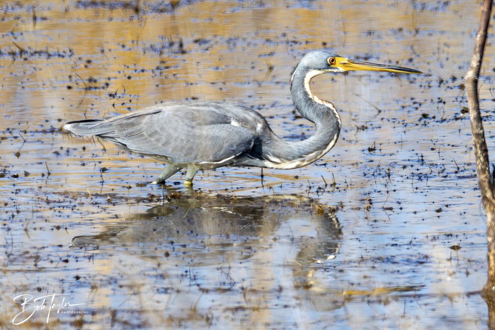 20250204-SASP Final Post -29.jpeg