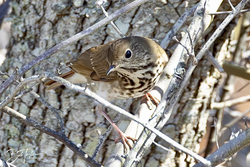 20250203-SASP Final Post 2 -29.jpeg