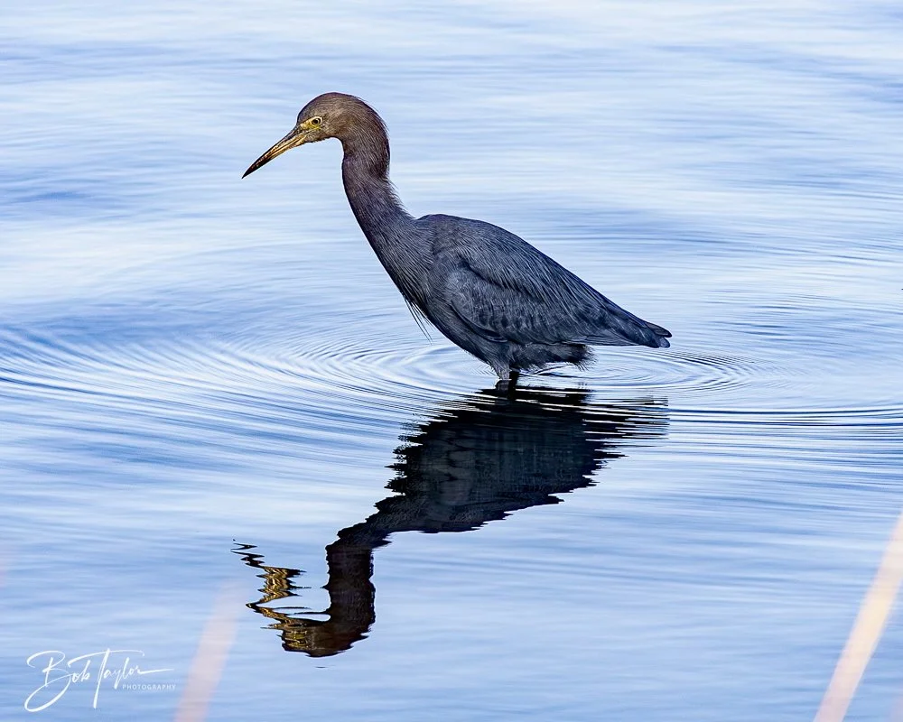 20250202-SASP Post 1 -59.jpeg