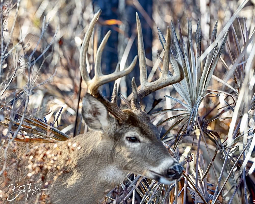 20250203-SASP Final Post 2 -11.jpeg