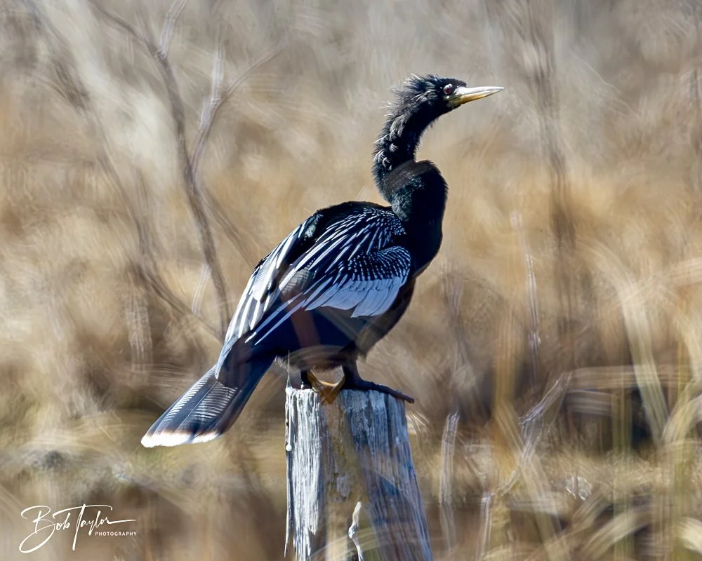 20250204-SASP Final Post 2 -58.jpeg