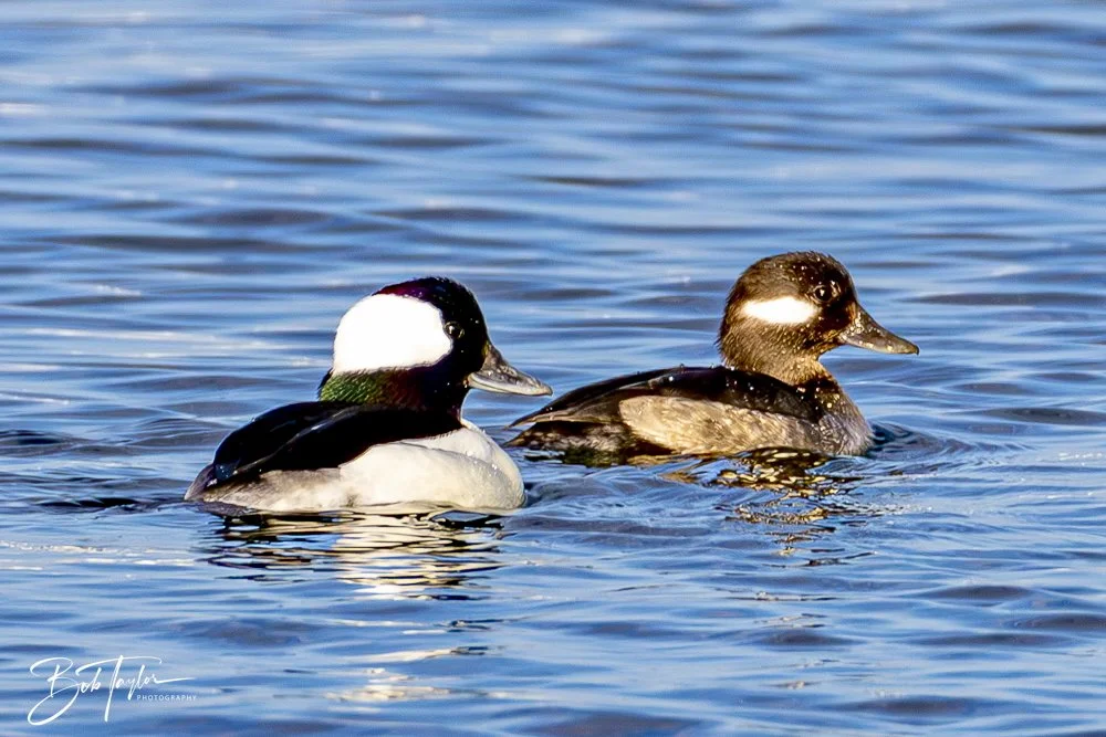 20250129-SASP Post 1 -6.jpeg