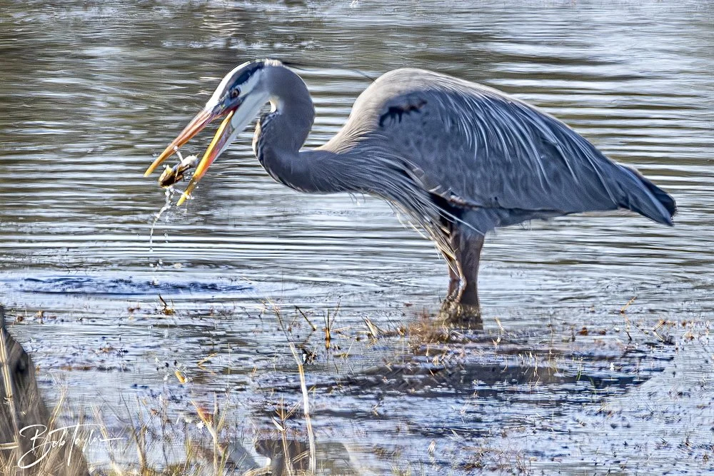 20250203-SASP Final Post 2 -28.jpeg