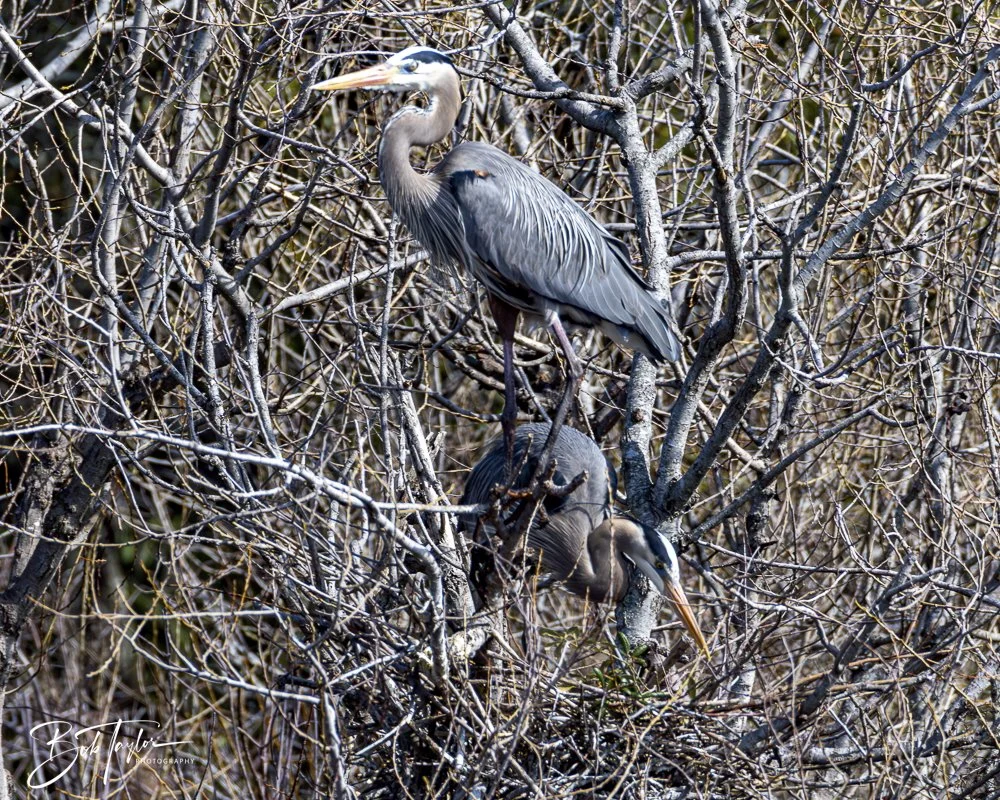 20250204-SASP Final Post -33.jpeg