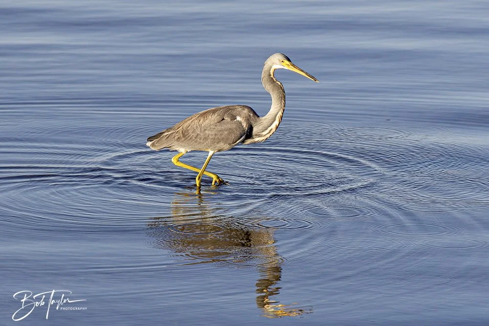 20250202-SASP Post 1 -61.jpeg