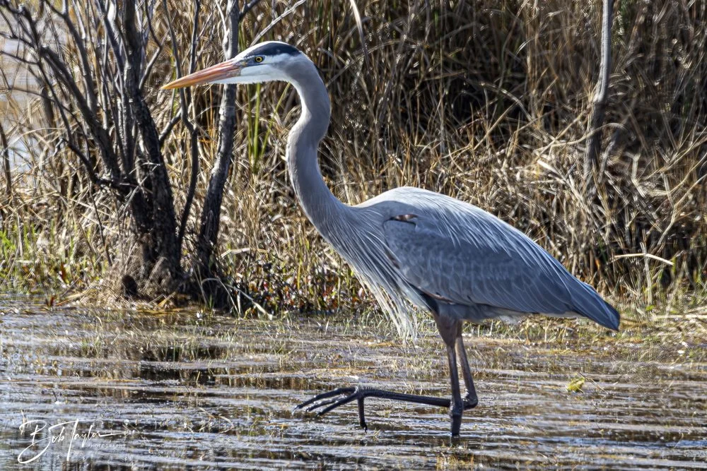 20250204-SASP Final Post -43.jpeg