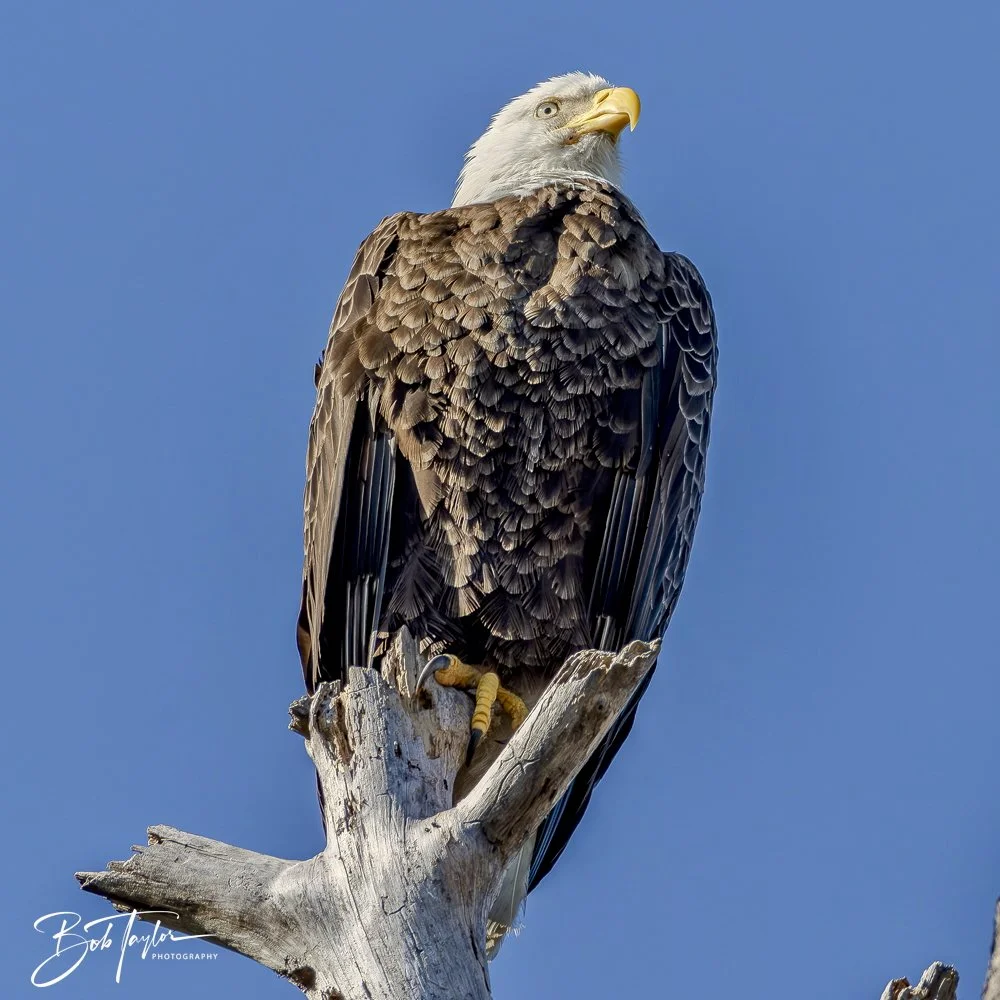 20250203-SASP Final Post 2 -16.jpeg