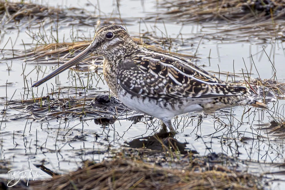 20250129-SASP Post 1 -17.jpeg