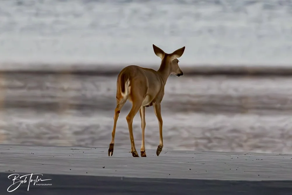 20250129-SASP Post 1 -20.jpeg