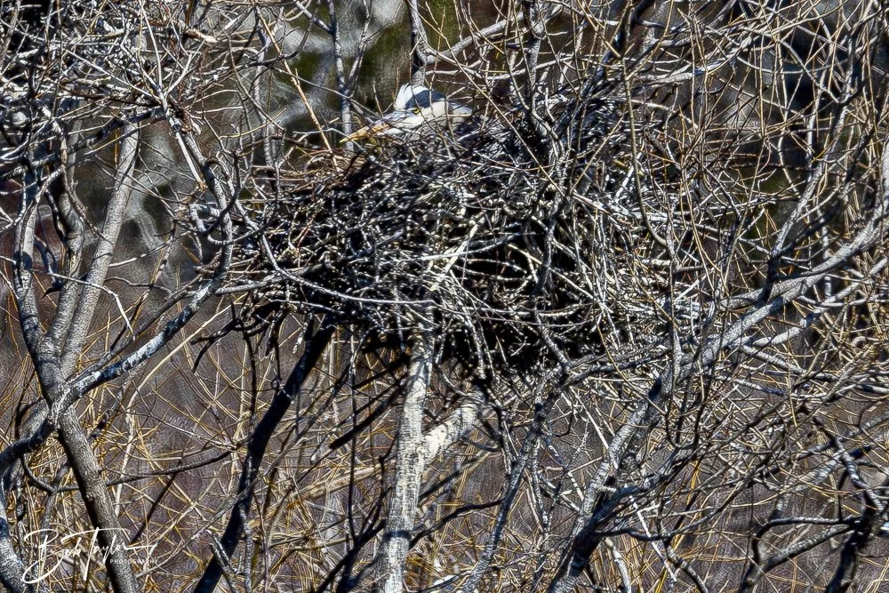 20250204-SASP Final Post 2 -73.jpeg