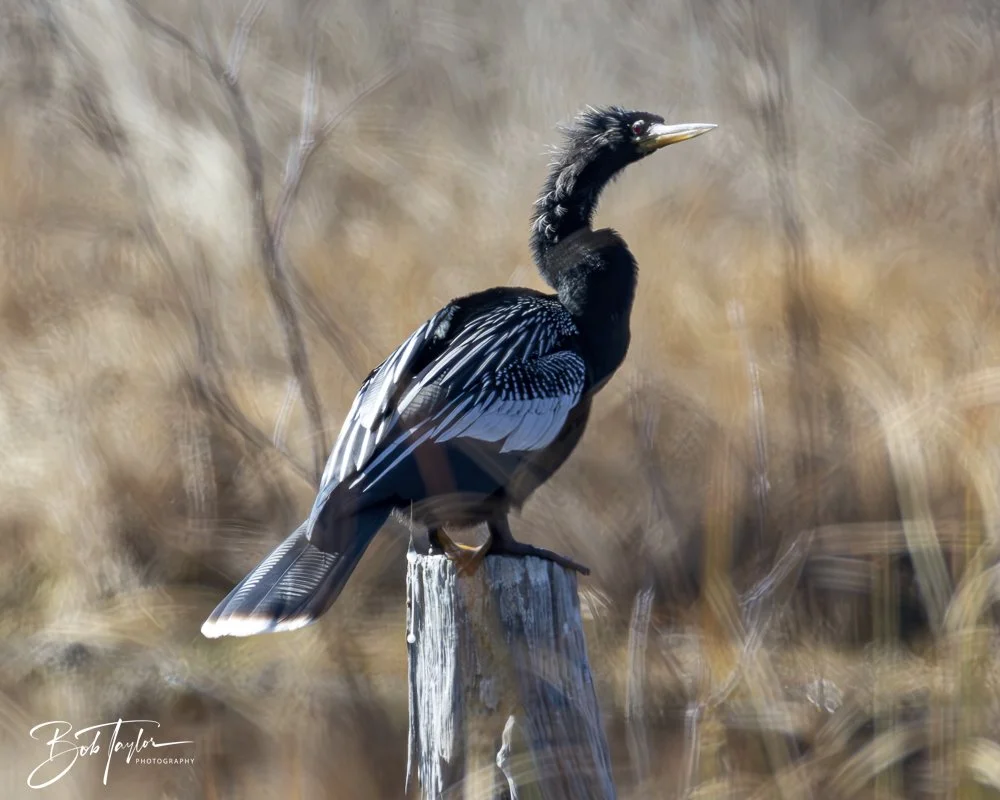 20250204-SASP Final Post -31.jpeg