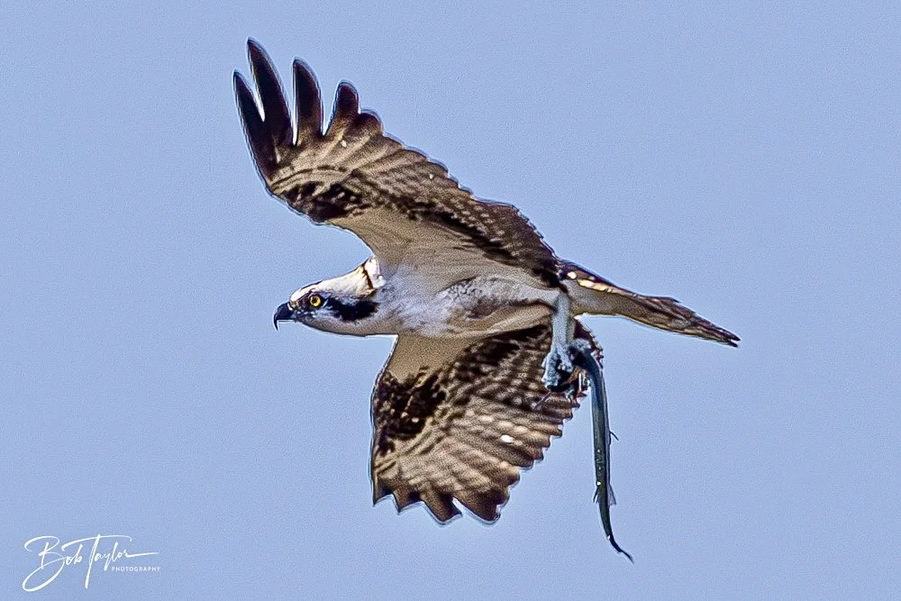 20250203-SASP Final Post 2 -27.jpeg