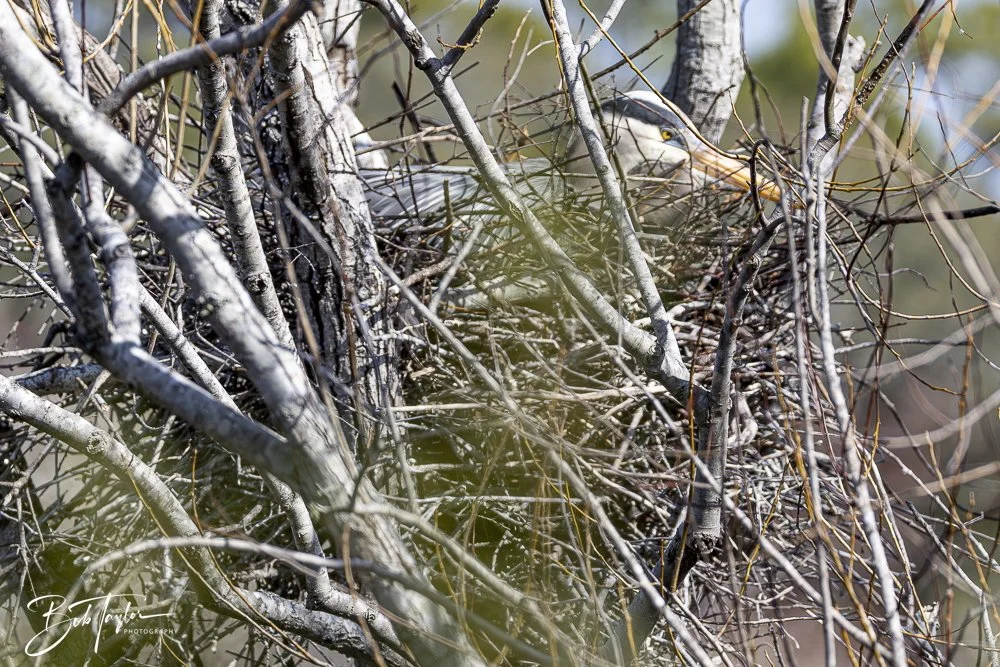 20250204-SASP Final Post -45.jpeg