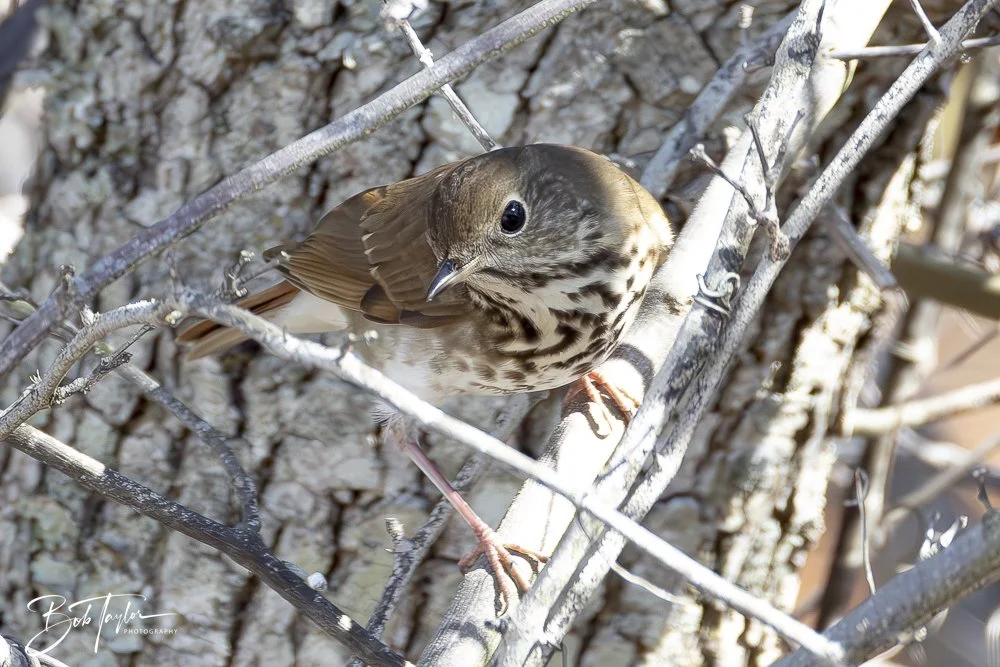 20250203-SASP Final Post -20.jpeg