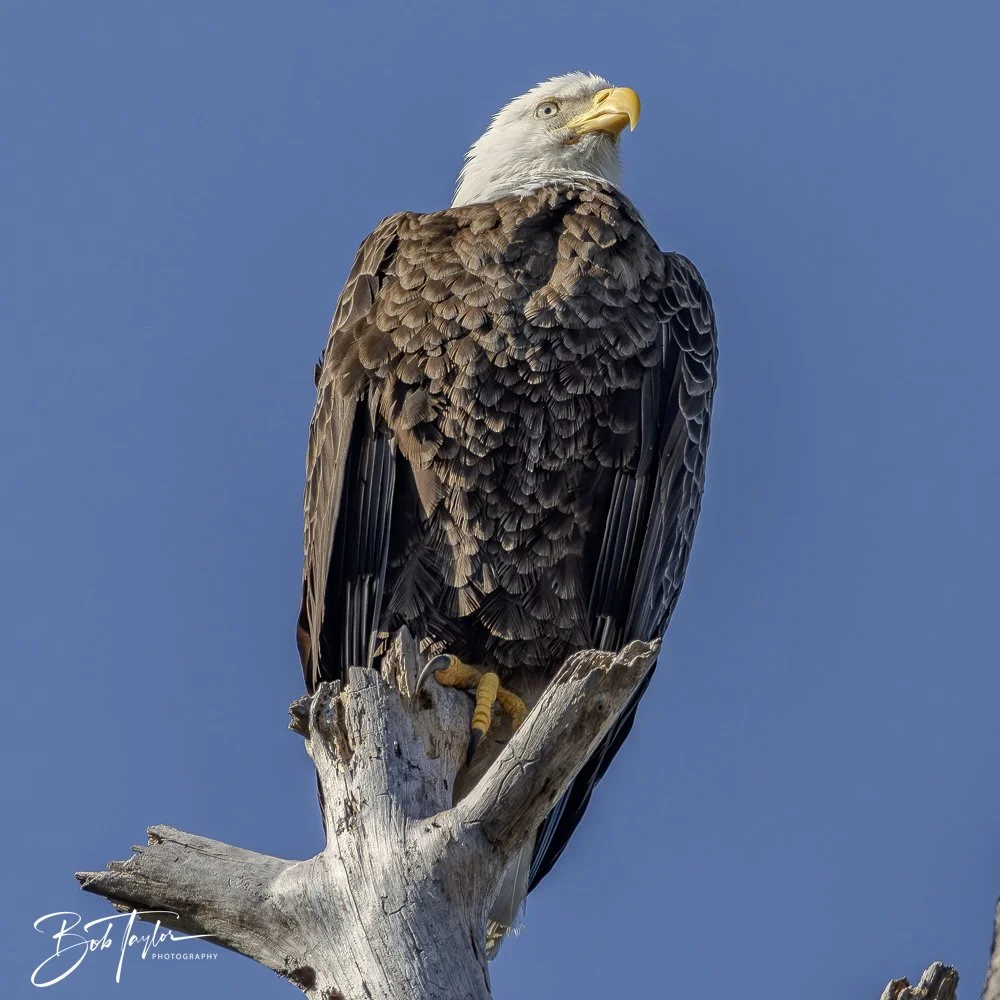 20250203-SASP Final Post -16.jpeg