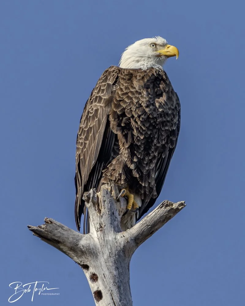 20250203-SASP Final Post -19.jpeg