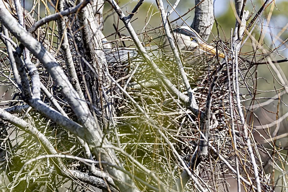 20250204-SASP Final Post 2 -70.jpeg