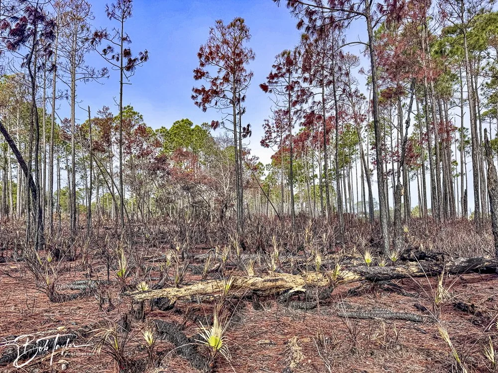 20250204-SASP Final Post 2 -54.jpeg