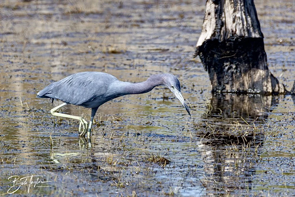 20250204-SASP Final Post 2 -66.jpeg