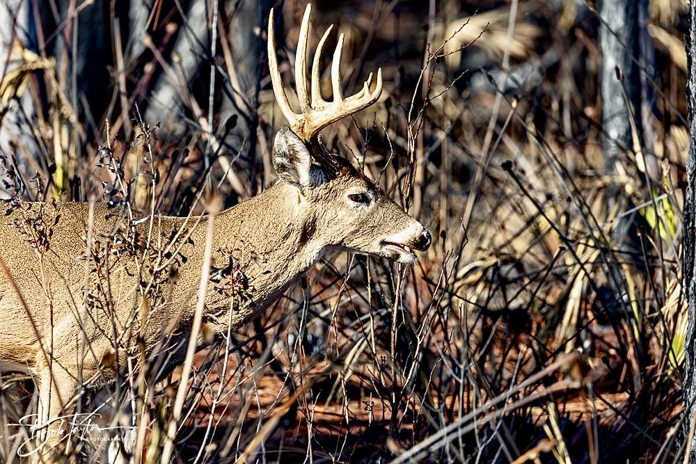 20250203-SASP Final Post 2 -12.jpeg